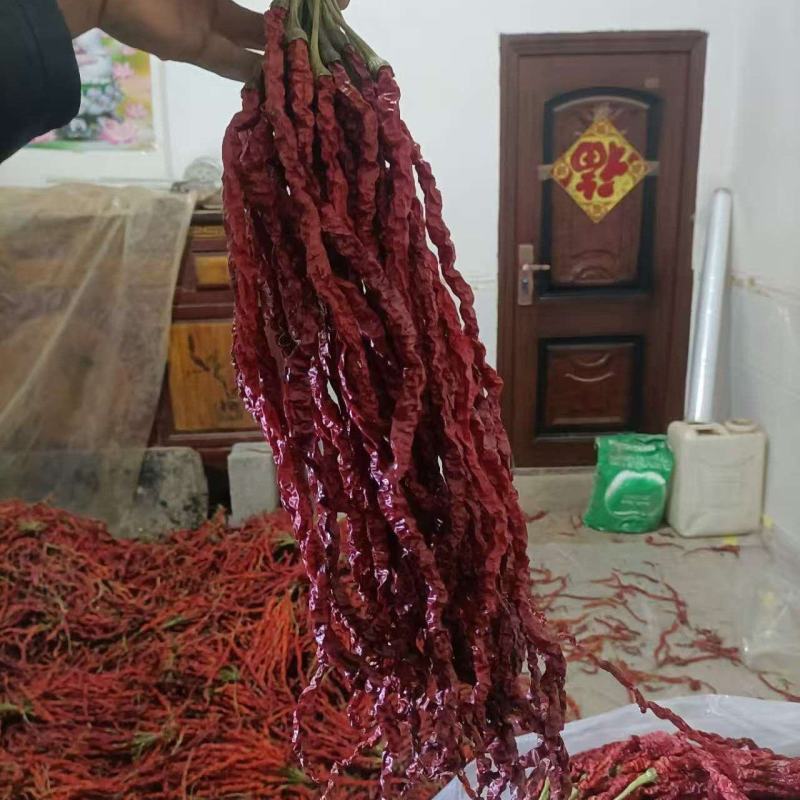 鸡肠辣椒干货大量现货