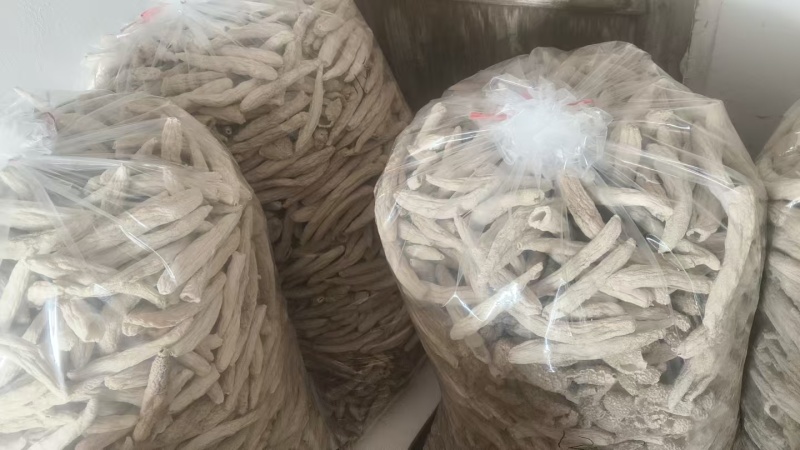 短朵竹荪