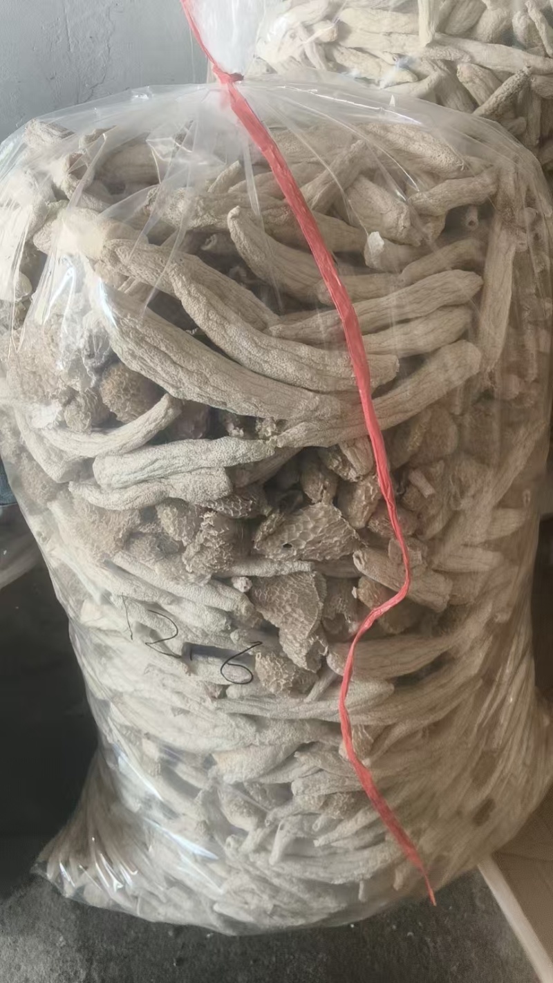 短朵竹荪