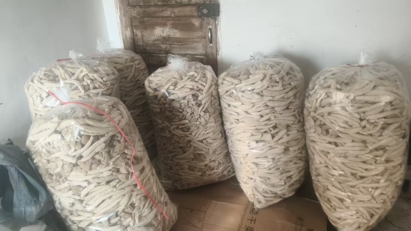 短朵竹荪