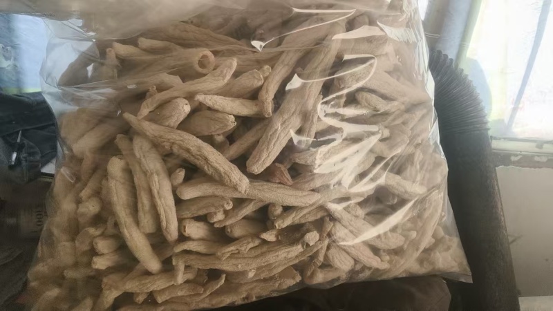 短朵竹荪