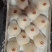 平遥酥梨，山区货，皮薄，肉细，核小，口感好，果面干净，