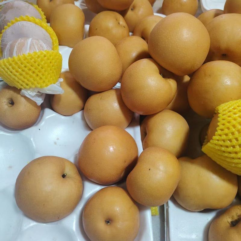 秋月梨，酥梨大量出货了