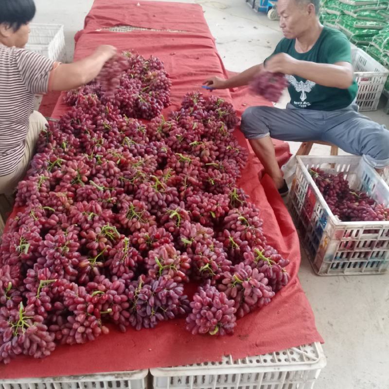 澳州无核