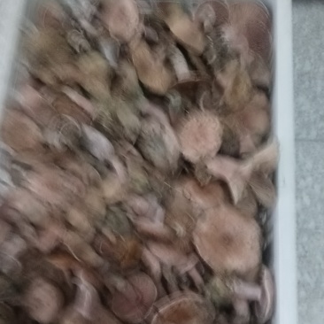 松树菌