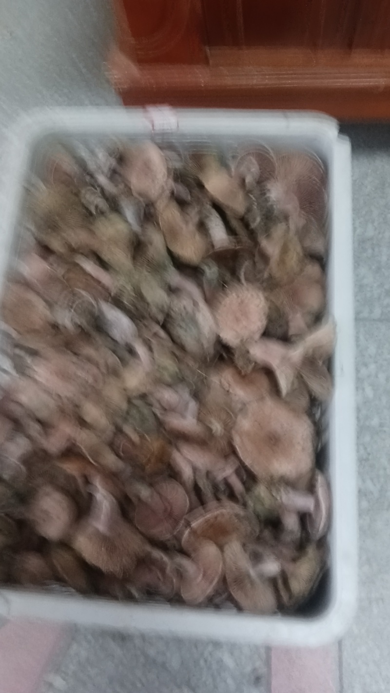 松树菌