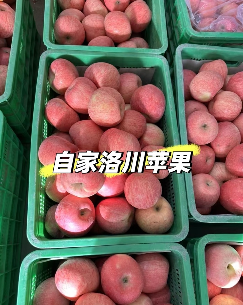 陕西洛川红富士