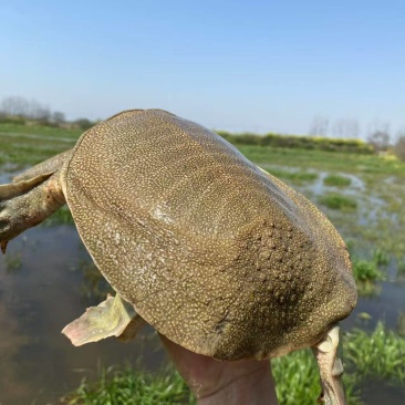 生态甲鱼