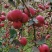 威宁红富士糖心苹果