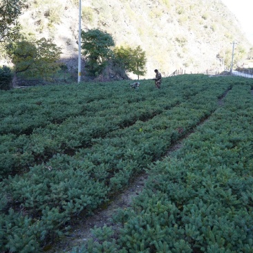 省级保障性苗圃优质良种苗木