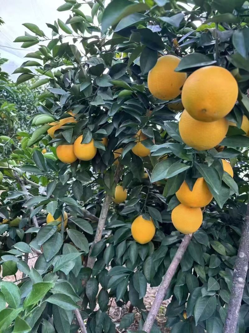赣南脐橙百因必有果想吃脐橙你找我，一件也发