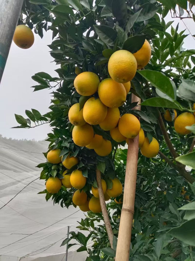 赣南脐橙百因必有果想吃脐橙你找我，一件也发