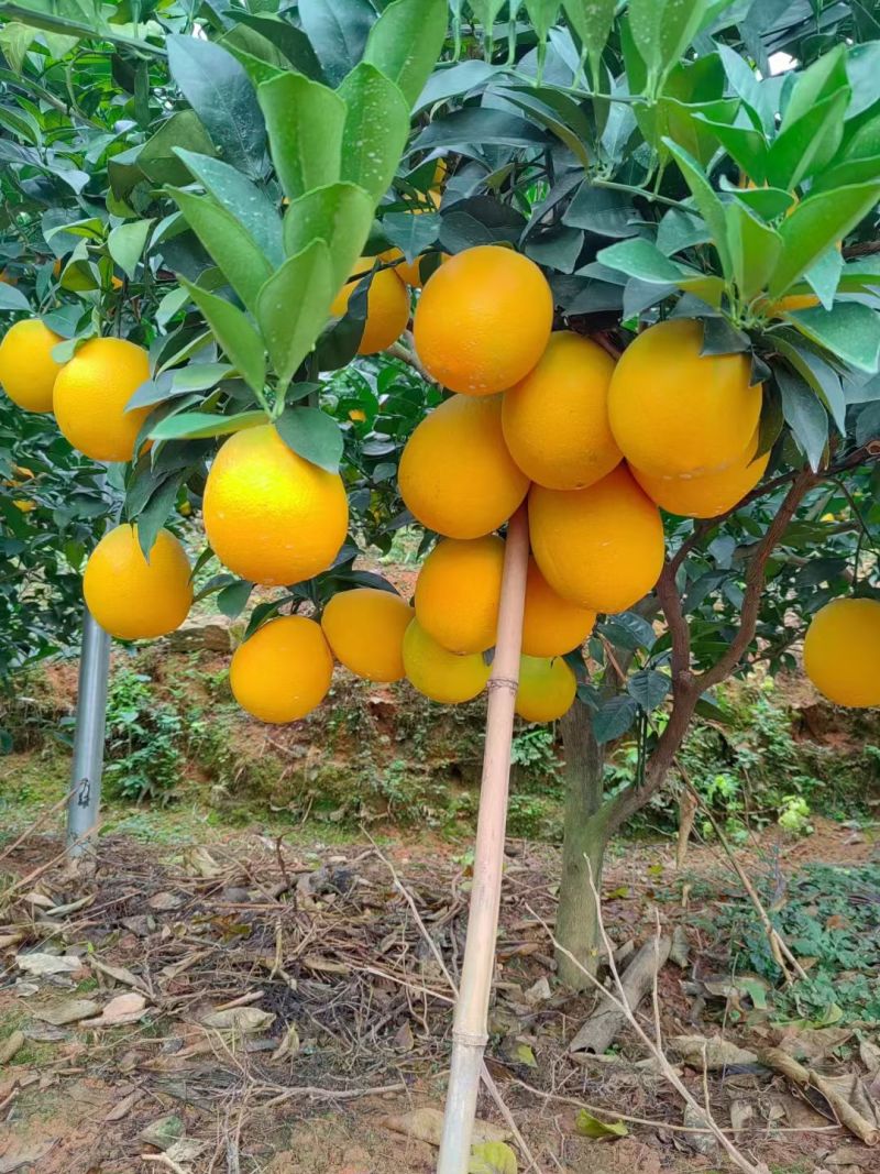 赣南脐橙百因必有果想吃脐橙你找我，一件也发