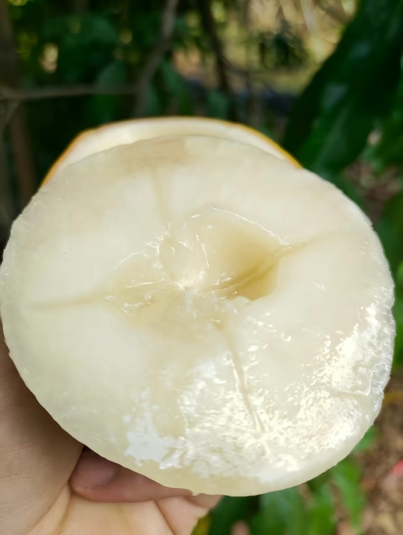 云南西双版纳黄晶果，果中的燕窝，场地直销