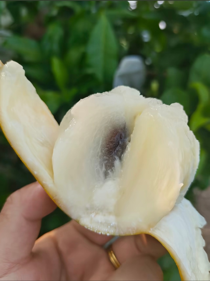 云南西双版纳黄晶果，果中的燕窝，场地直销