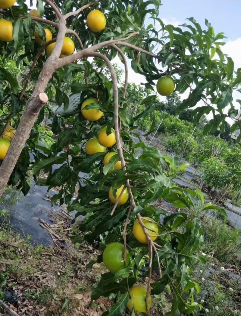 云南西双版纳黄晶果，果中的燕窝，场地直销