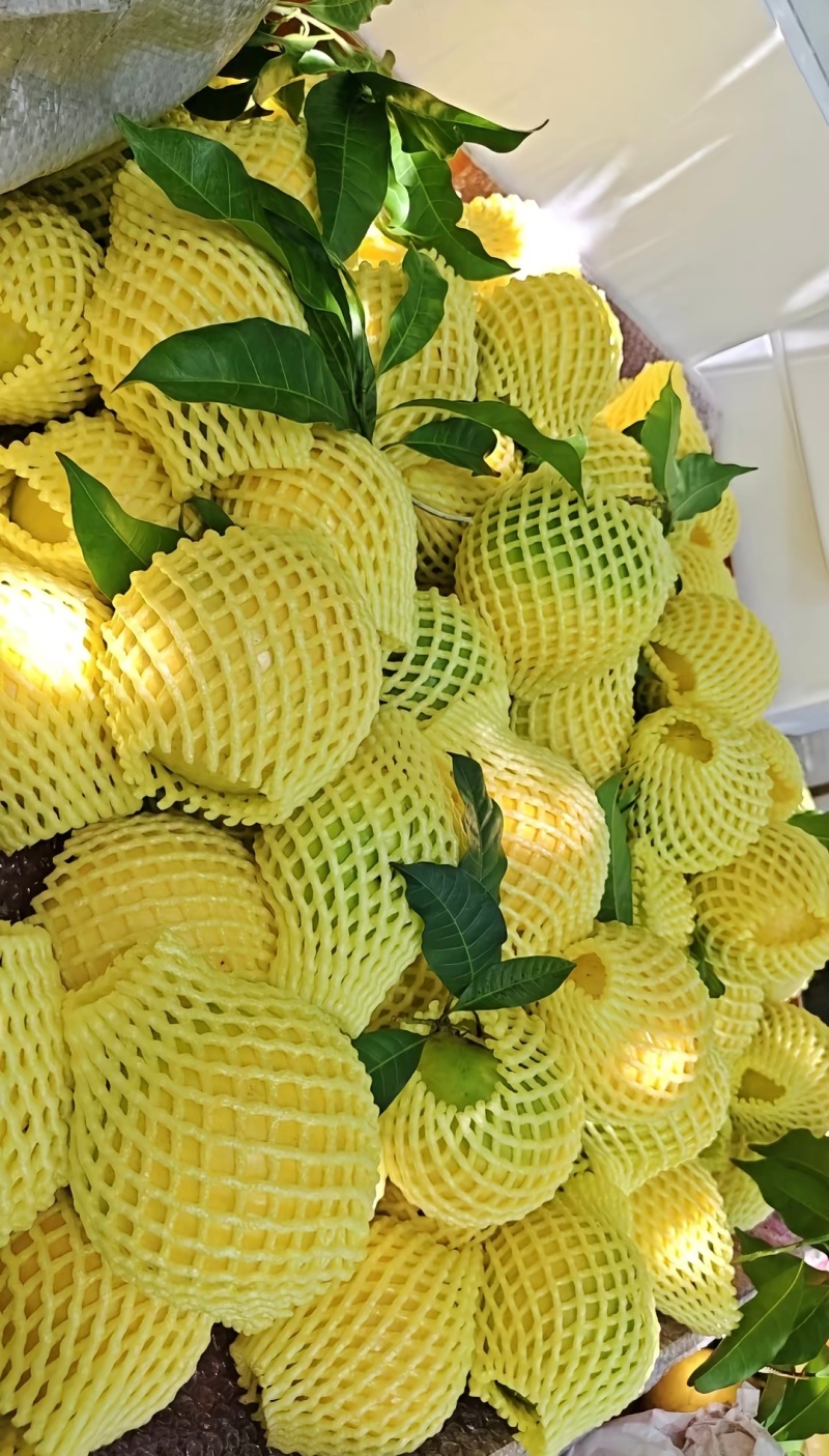 云南西双版纳黄晶果，果中的燕窝，场地直销