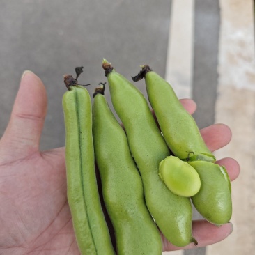 云南蚕豆