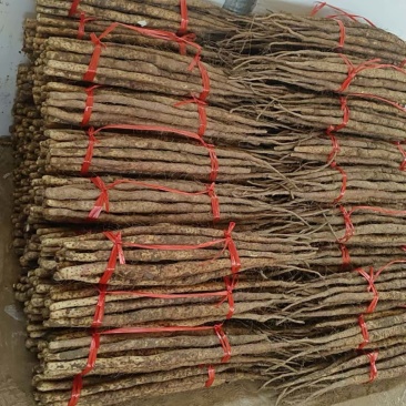 温县垆土地铁棍山药