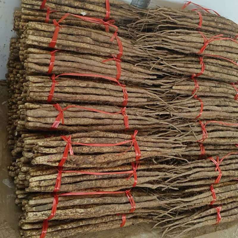 温县垆土地铁棍山药