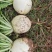 蓬安徐家茶亭圆萝卜批发