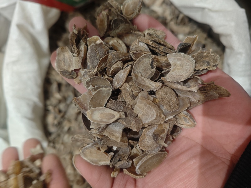 郁金