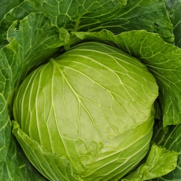 莲花白