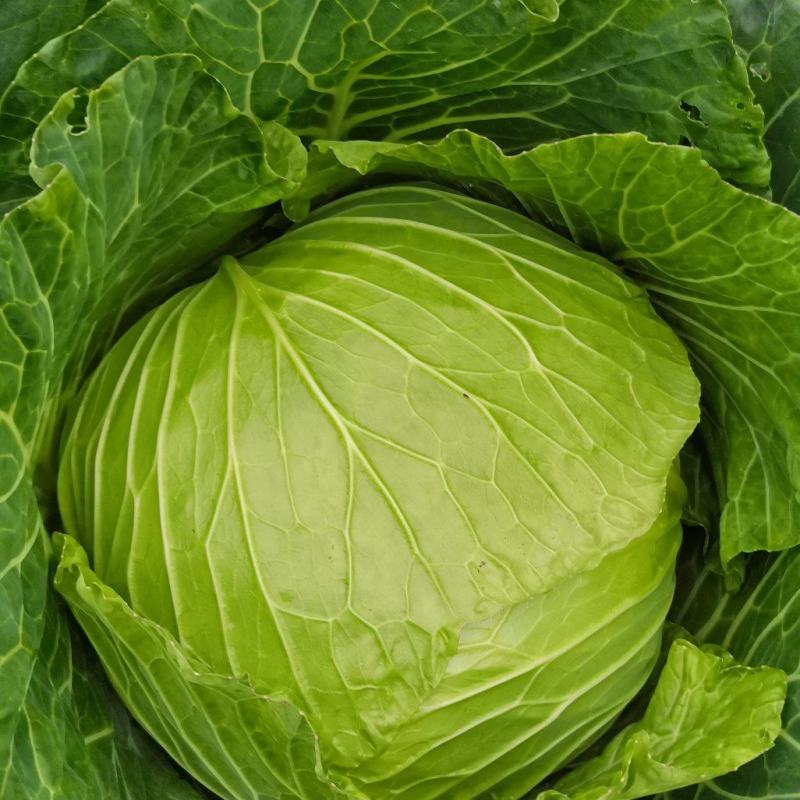 莲花白