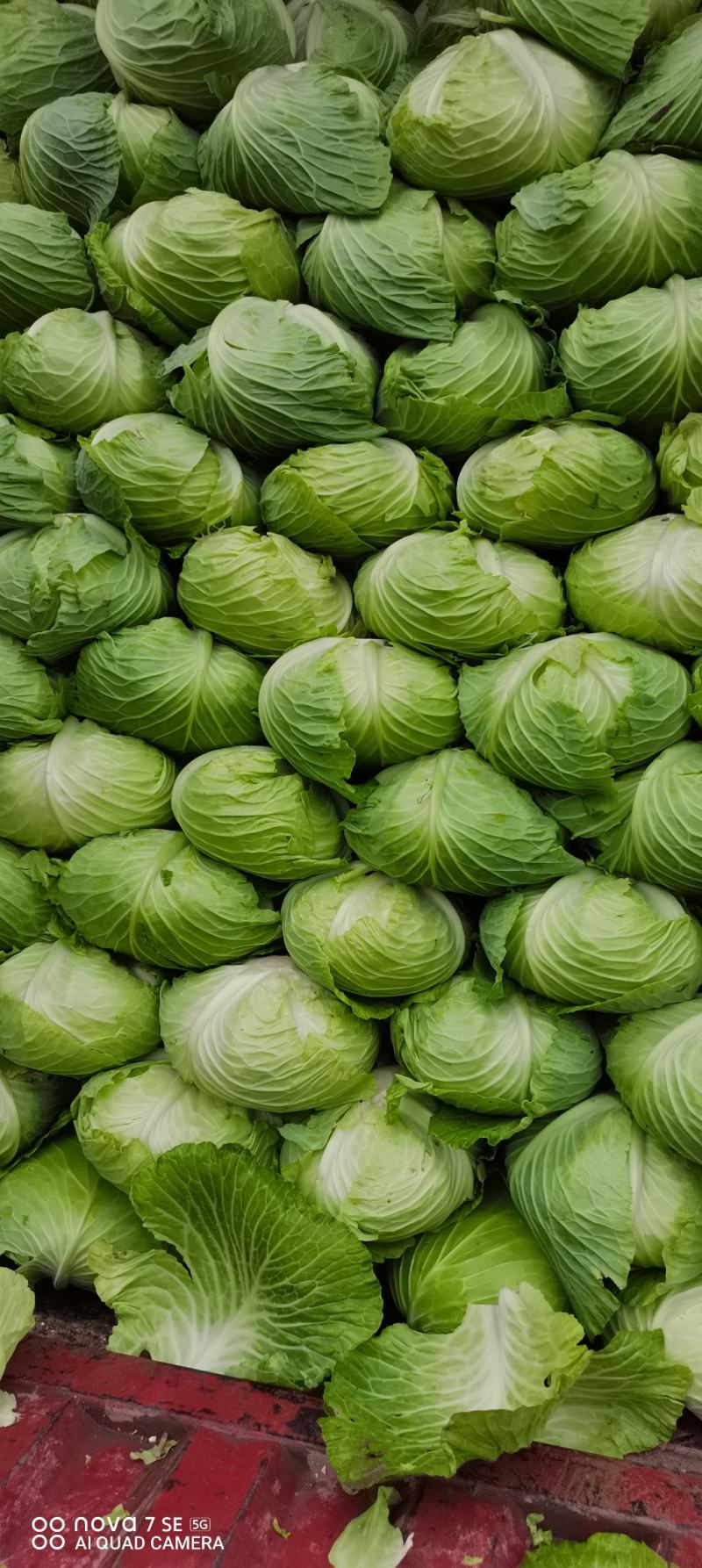 莲花白