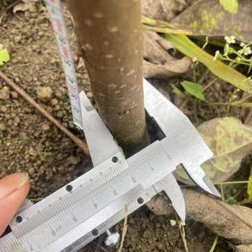 移栽精品黄柏苗