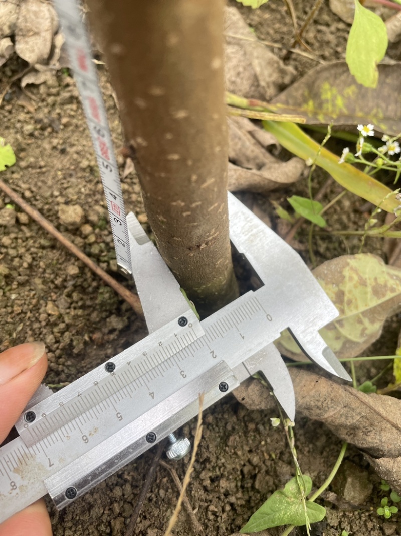 移栽精品黄柏苗
