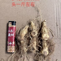 块茎苗