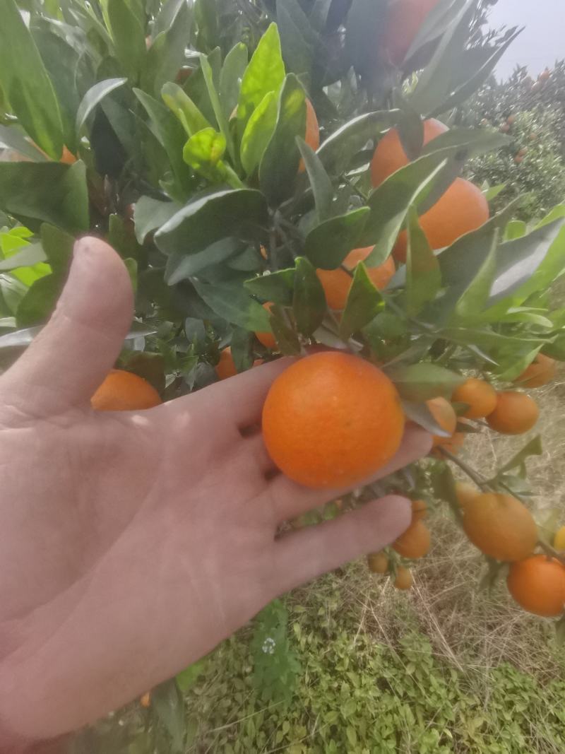 广西棉橘