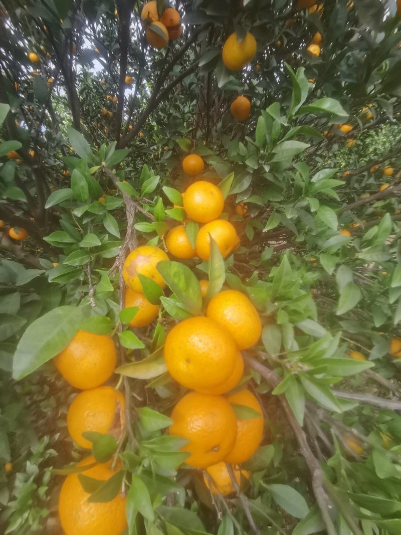 广西棉橘
