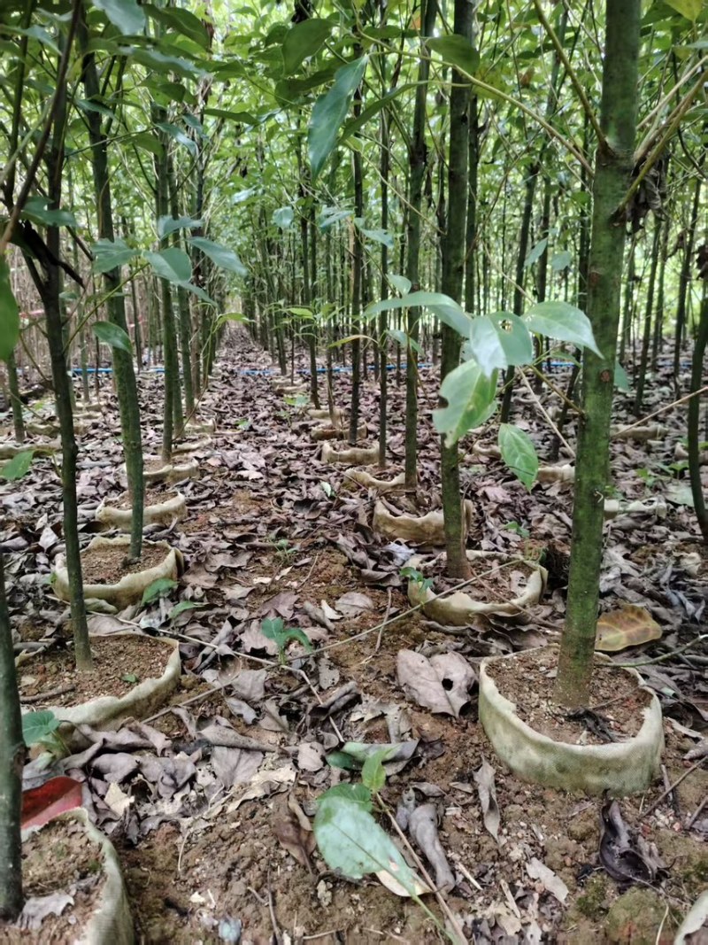樟树杯苗）奉新县邹家苗圃基地欢迎老板光临指导