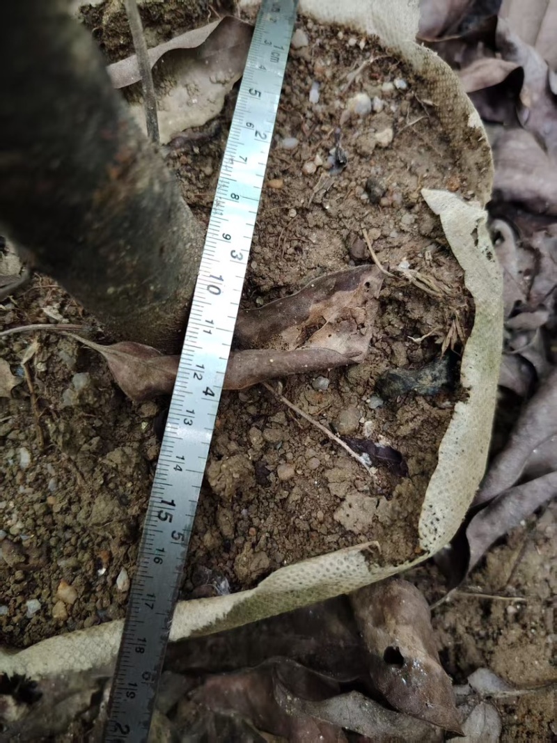 樟树杯苗）奉新县邹家苗圃基地欢迎老板光临指导