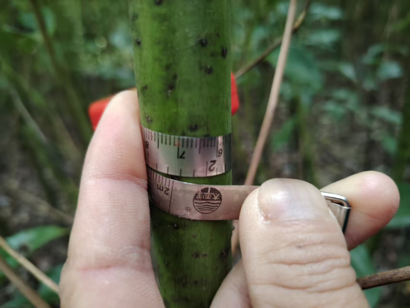 樟树杯苗）奉新县邹家苗圃基地欢迎老板光临指导
