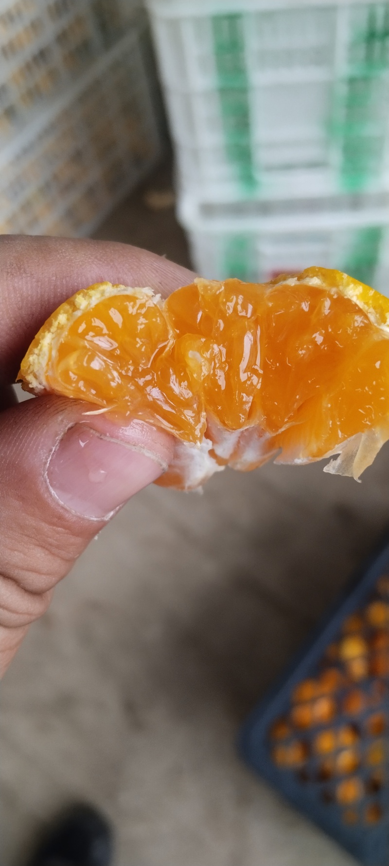 高山蜜橘水分充足量大从优各种进出口贸易产地直发规格55-70