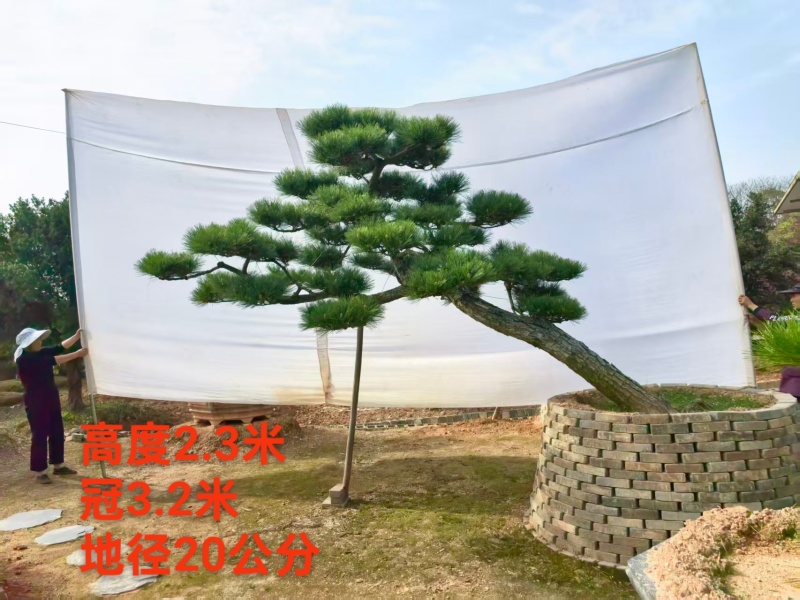精品造型黑松，大量现货