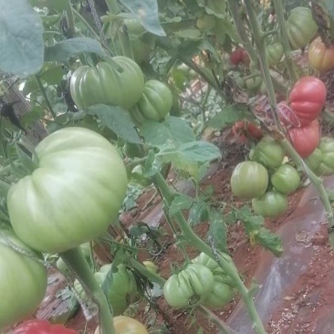 丑番茄丑粉丑马蹄西红柿口感好吃基地直发现苗寿光蔬菜种苗