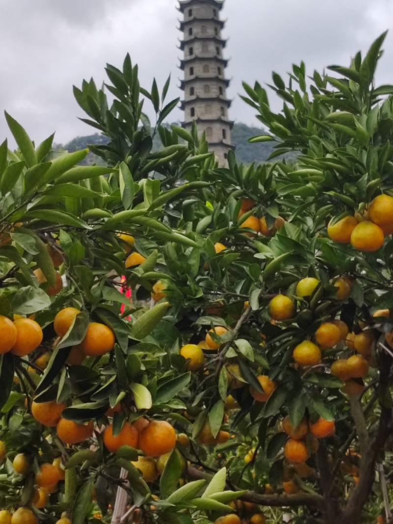 涌泉蜜橘，你要与我比口味，比口感，我不与你比价格，