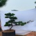精品造型黑松，大量现货