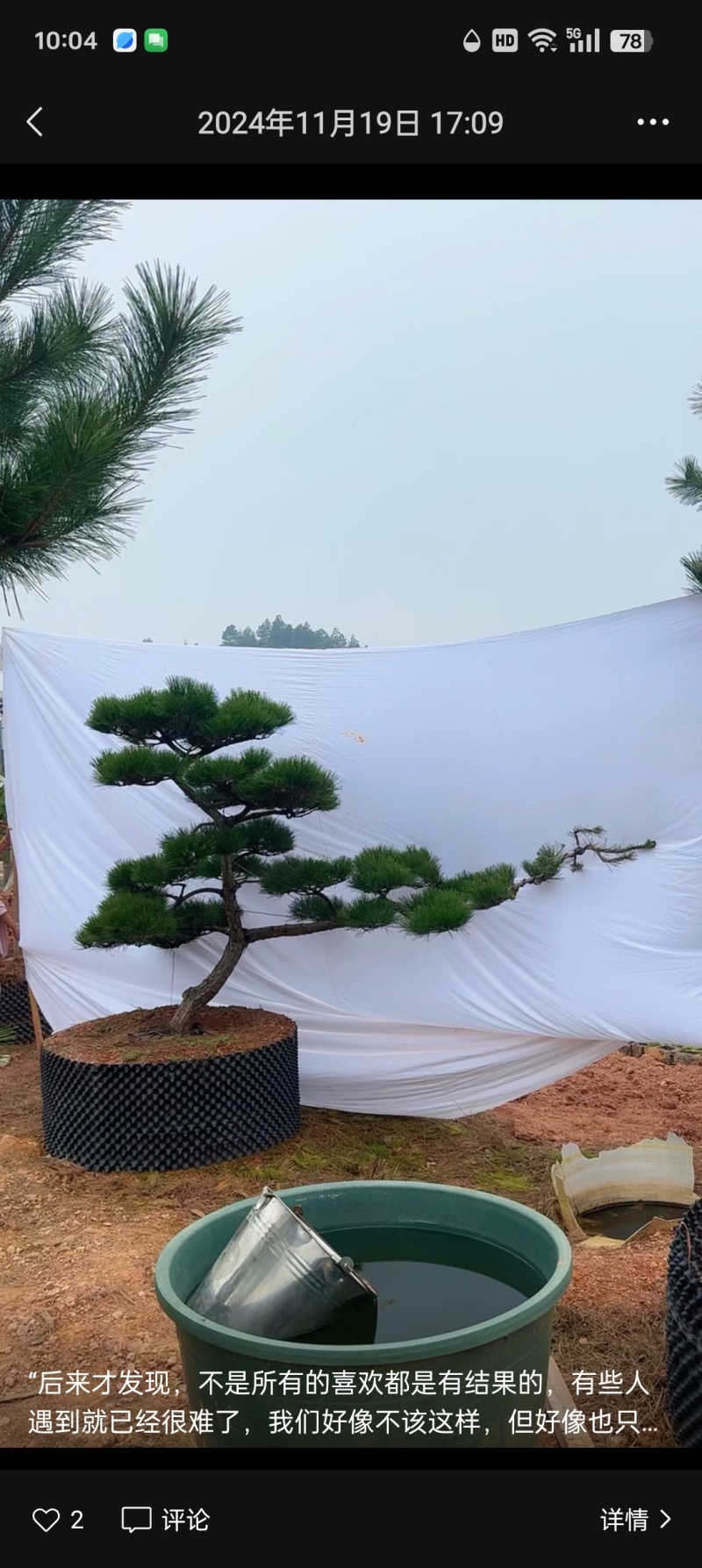 精品造型黑松，大量现货