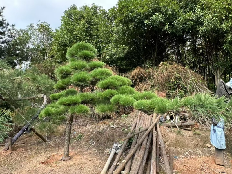 精品造型黑松，大量现货