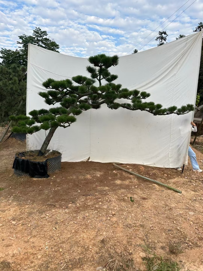 精品造型黑松，大量现货
