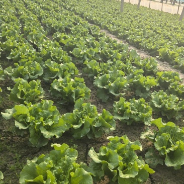 意大利.油麦。青叶生菜。波菜。芹菜。甘兰。松花。等等