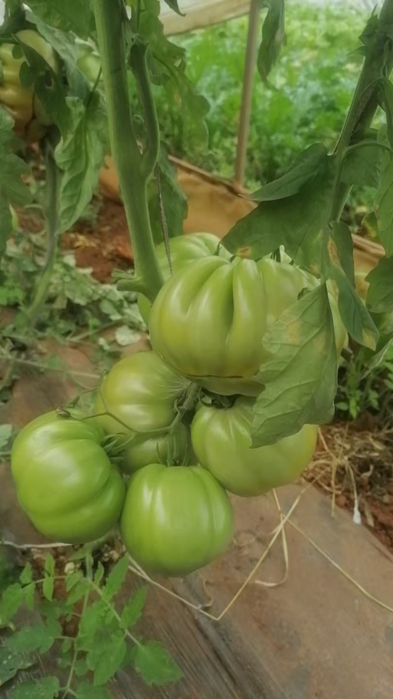 丑番茄丑粉丑马蹄西红柿口感好吃基地直发现苗寿光蔬菜种苗