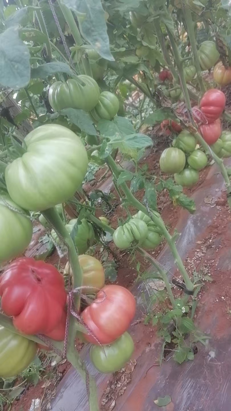 丑番茄丑粉丑马蹄西红柿口感好吃基地直发现苗寿光蔬菜种苗