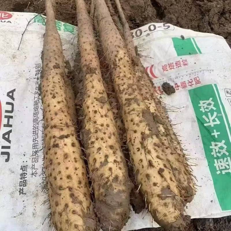 精品白玉山药种苗