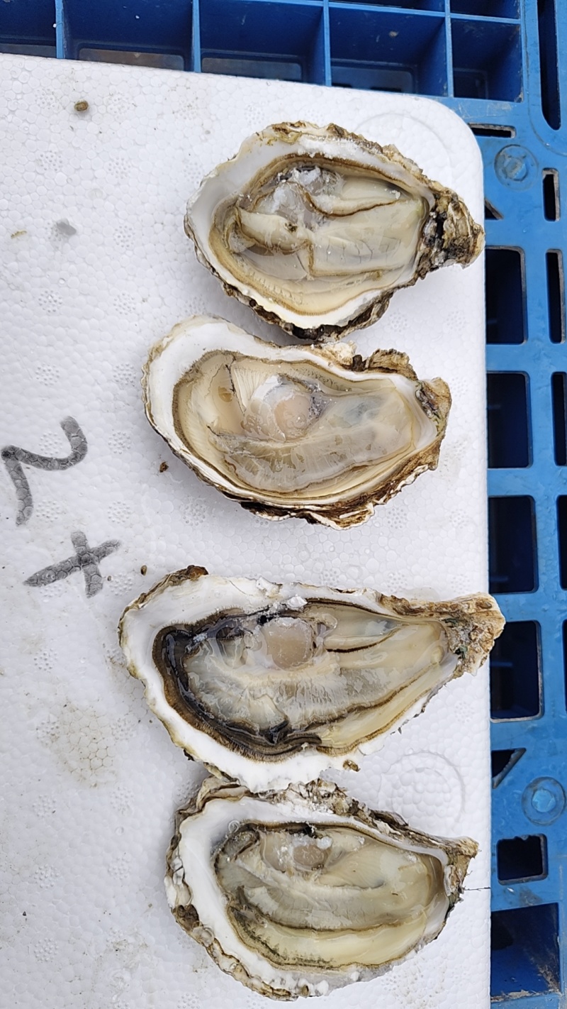乳山特价流通货生蚝对接全国发货快速售后无忧进店来电